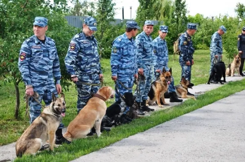 Serviceառայողական շներ