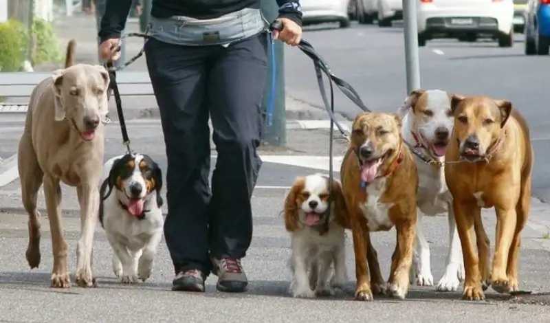 Promener le chien