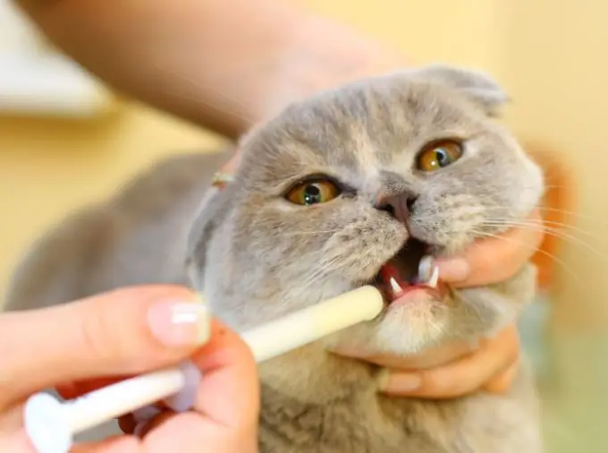 So verabreichen Sie Ihrer Katze schnell und einfach flüssige Medikamente