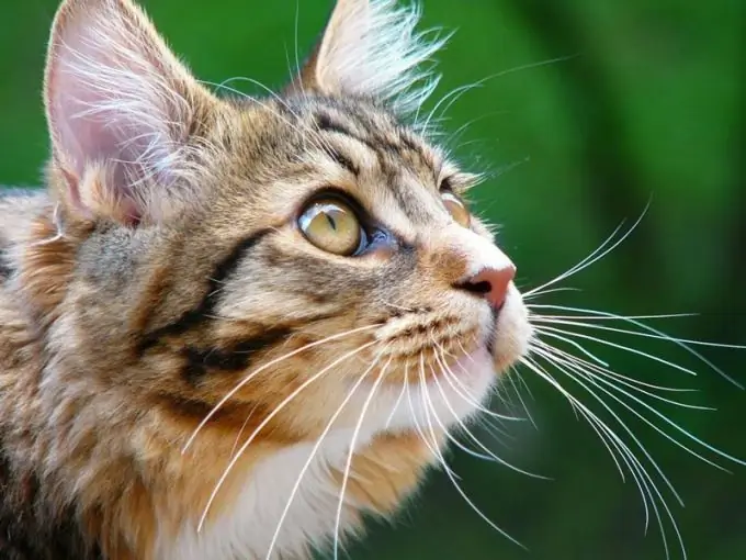 Hvordan hjelpe katten din med å komme seg fra anestesi