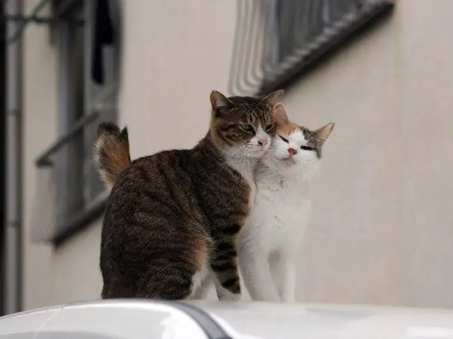 Empfängnis bei Katzen