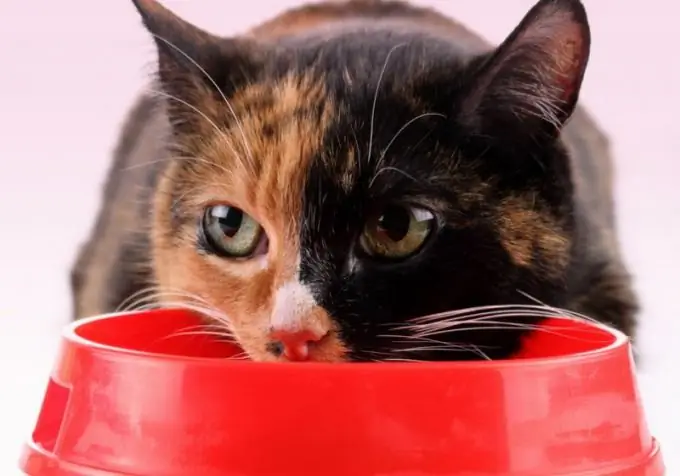 liver treatment in cats