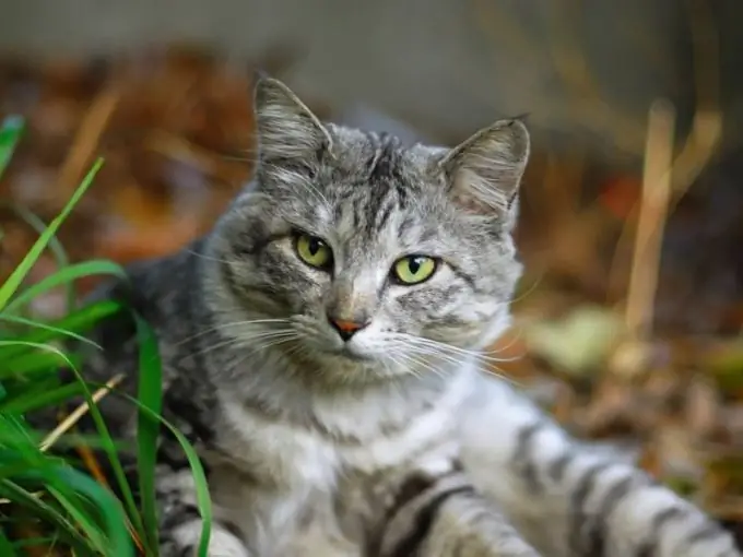 Vaksineringskalenderen til en gående katt er mer omfattende enn en huskatt