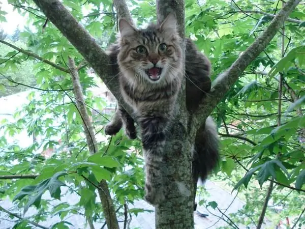 Seekor kucing yang duduk di pohon pasti harus mendapatkannya