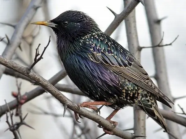 Tempat burung jalak membangun sarangnya