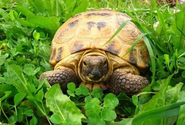 On donar la tortuga