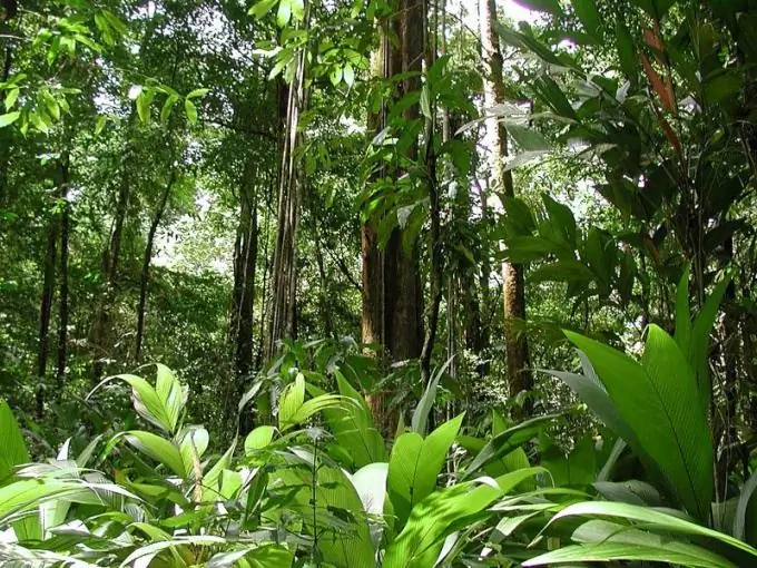 Ang mga evergreen gubat ng Timog Amerika ay isang tunay na paraiso sa mundo