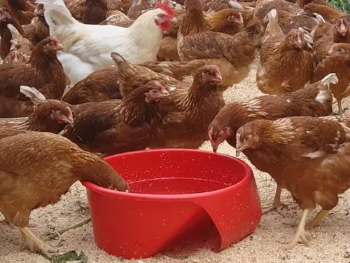 How to make a cage for a laying hen