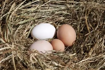 how to properly make a nest for chickens