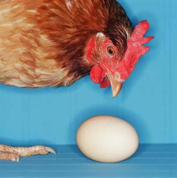 How to increase egg production in chickens