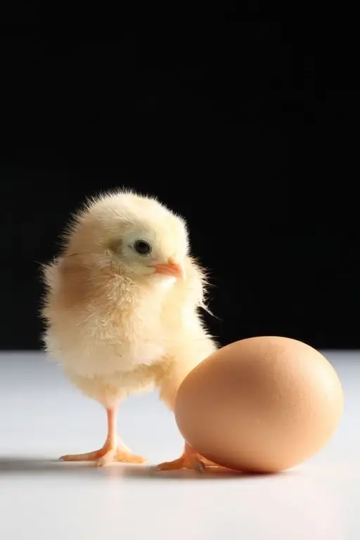 kako narediti kletko za piščance s kokošjo fotografijo