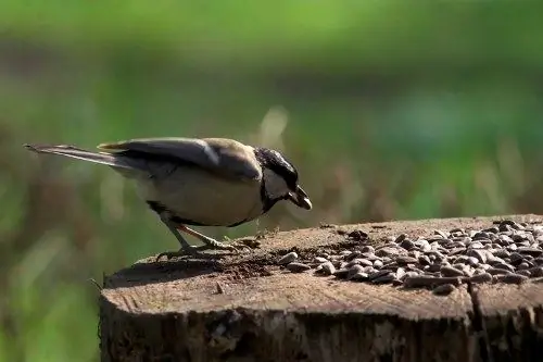 kung paano gumawa ng isang bird feeder