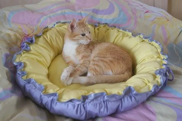 Homemade bed para sa mga pusa