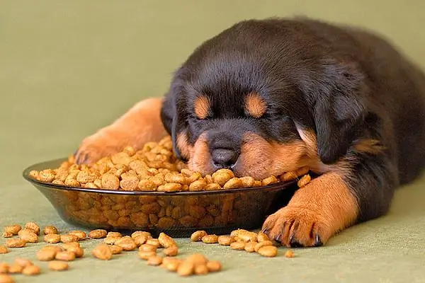 Basic rules for feeding a puppy