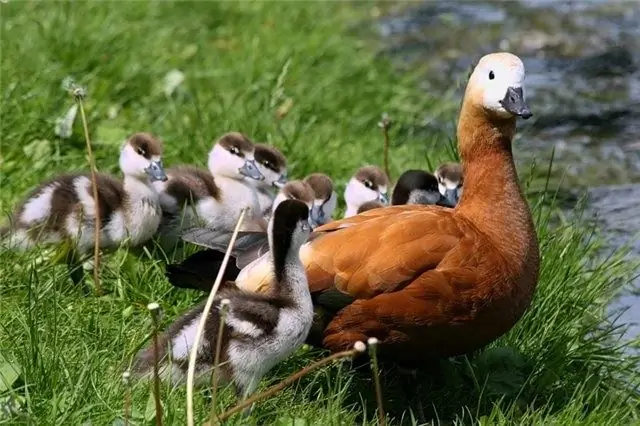 পডাকলনিকি বাড়িতে কীভাবে স্ট্রবেরি বাড়ায়