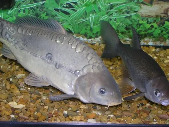 pembiakan ikan mas di rumah pembiakan ikan mas di rumah