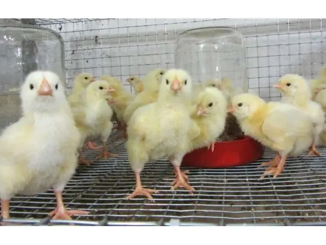 How to feed broilers