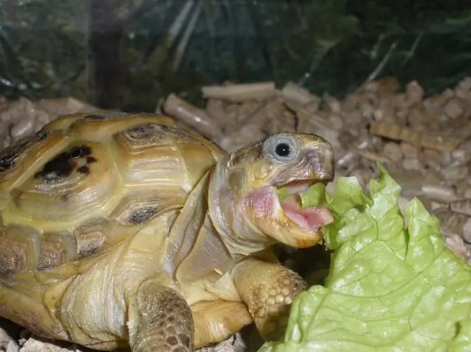 What you can't feed turtles