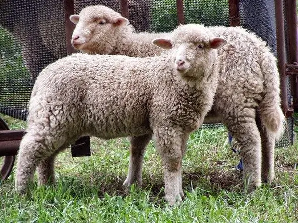 Moutons de la race Romanov