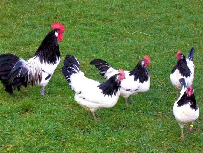 Mengapa ayam berhenti bertelur?