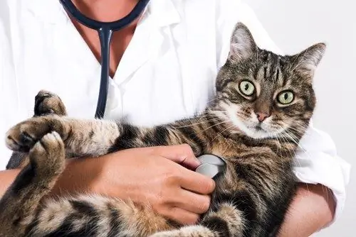 how to treat calcevirus stomatitis in a cat