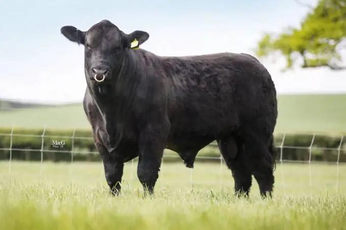 Aberdeen Angus: ciri baka dan gambar