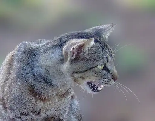 kā atturēt taju kaķi no nemitīgas ņaudēšanas