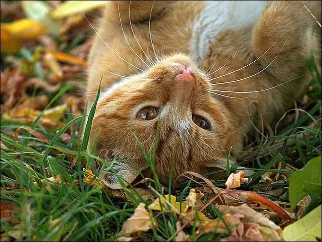 Cómo elegir un nombre para un gato