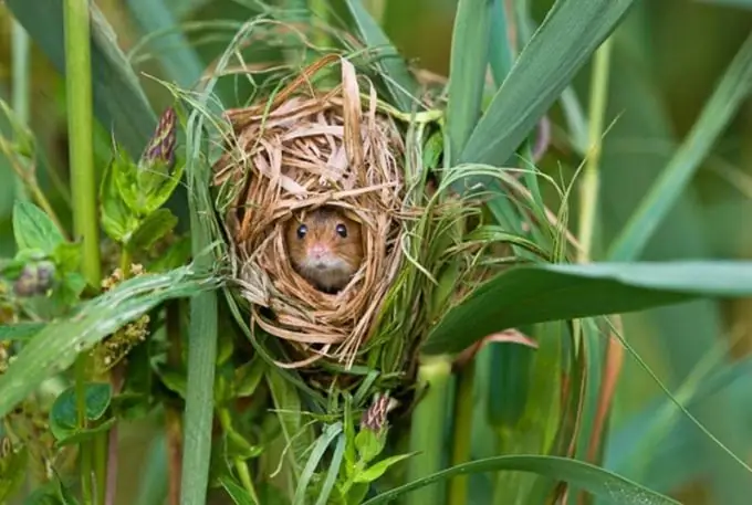 Nester werden nicht nur von Vögeln, sondern auch von anderen Tieren gebaut