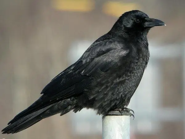 De kraai is een van de slimste vogels