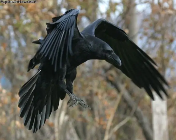 kunguru wana viota