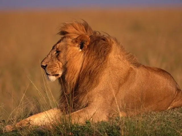 Quins animals es troben a l’Àfrica