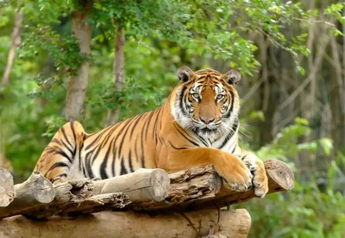 Que tigres se encuentran en la India