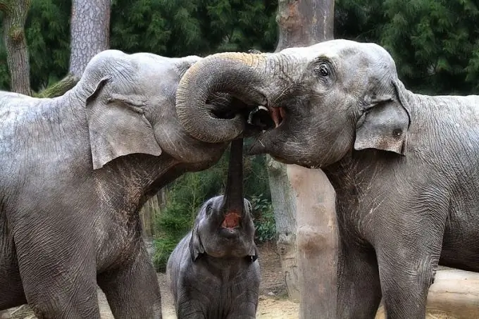 animaux tropicaux