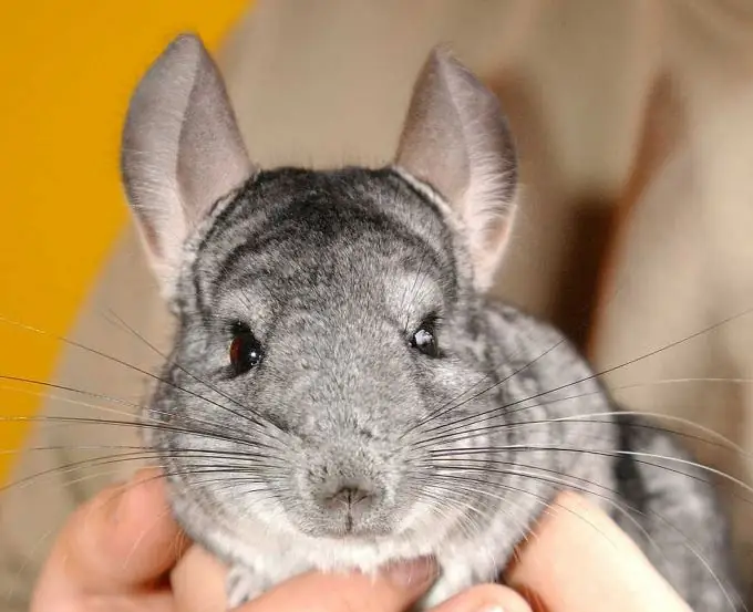 como distinguir a proteína degu