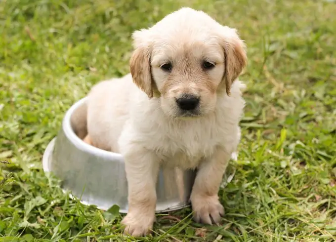 Manfaat dan bahaya susu sapi untuk anak anjing