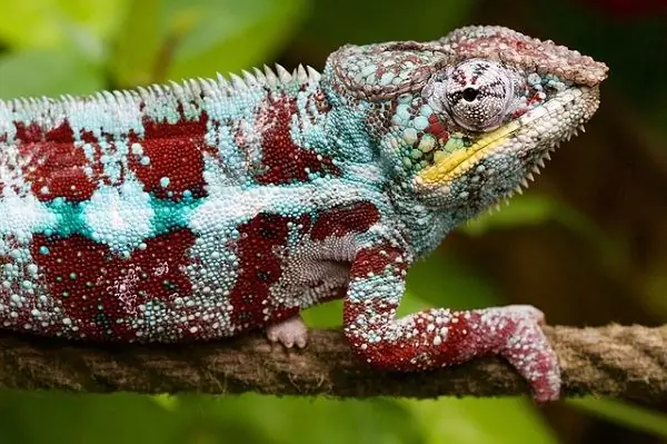 Chameleon