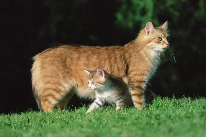 Hoeveel jaar leven katten?