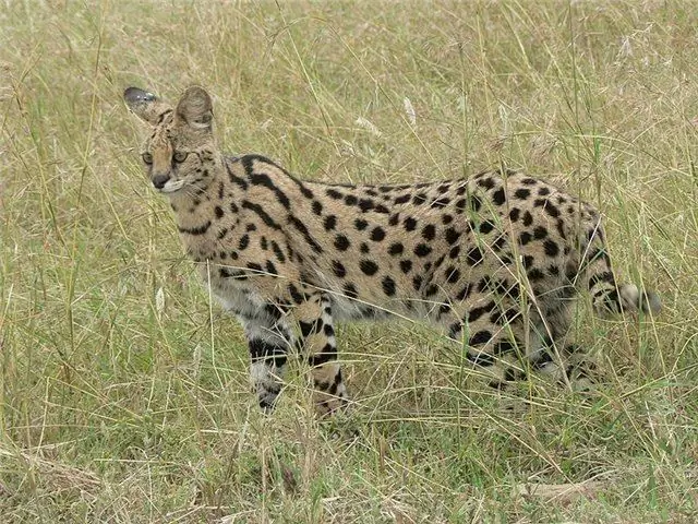 Wie is Serval?