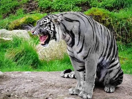 É assim que os fotógrafos imaginam um tigre maltês, com base na foto de um tigre comum