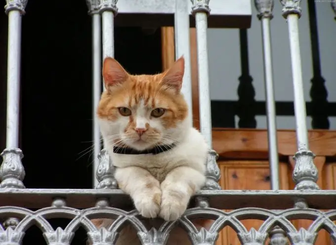 coleiras para gatos