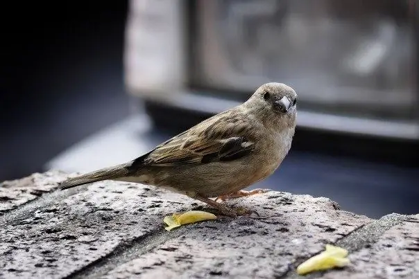 How sparrows live