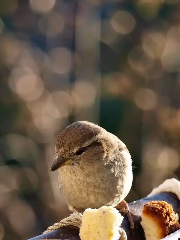 घर पर गौरैया कैसे पकड़ें