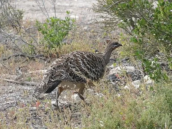 Frango ocelado australiano - recordista de tamanho do ninho