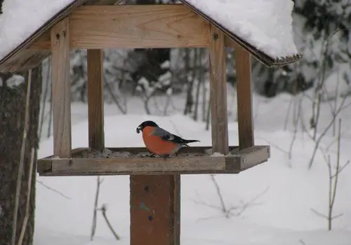 comment protéger les oiseaux