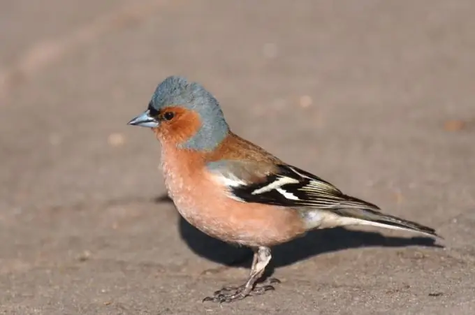 chaffinch, u qanday ko'rinishga ega