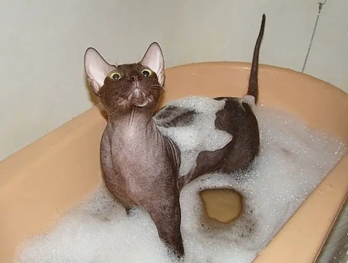 Wie man eine Katze in der Badewanne wäscht