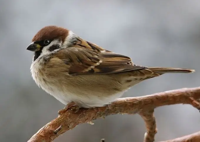 Which bird is smaller than a sparrow