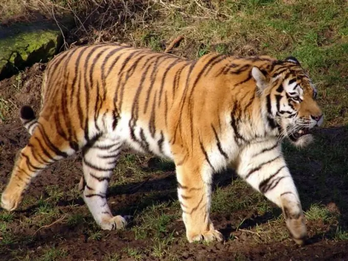 Quantos tipos de tigres existem