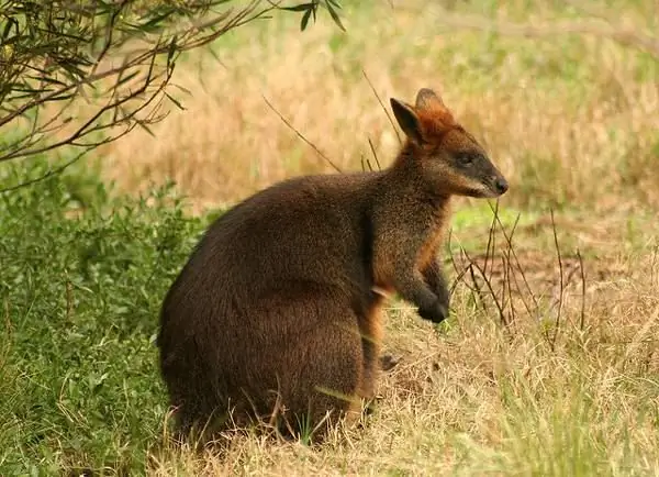 Wallaby: beberapa ciri spesies